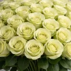 101 зеленая роза (70 см) 2